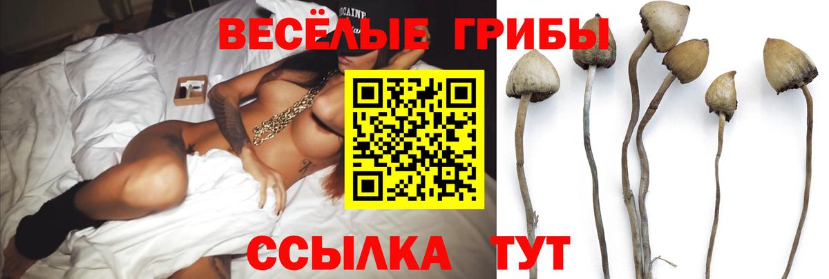 Псилоцибиновые грибы Psilocybe Артём